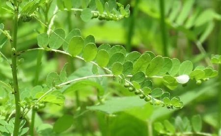 Cây diệp hạ châu là loại cây dược liệu dễ trồng